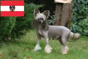 Lee más sobre el artículo Criadores de Perro Crestado Chino y cachorros en Austria