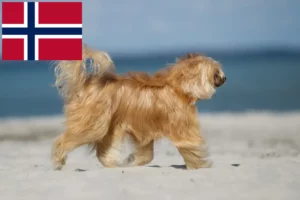 Lee más sobre el artículo Criadores de Perro Crestado Chino y cachorros en Noruega