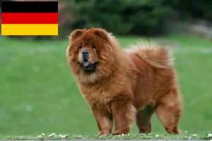 Lee más sobre el artículo Criadores de Chow-Chow y cachorros en Alemania