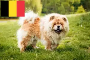 Lee más sobre el artículo Criadores de Chow-Chow y cachorros en Bélgica