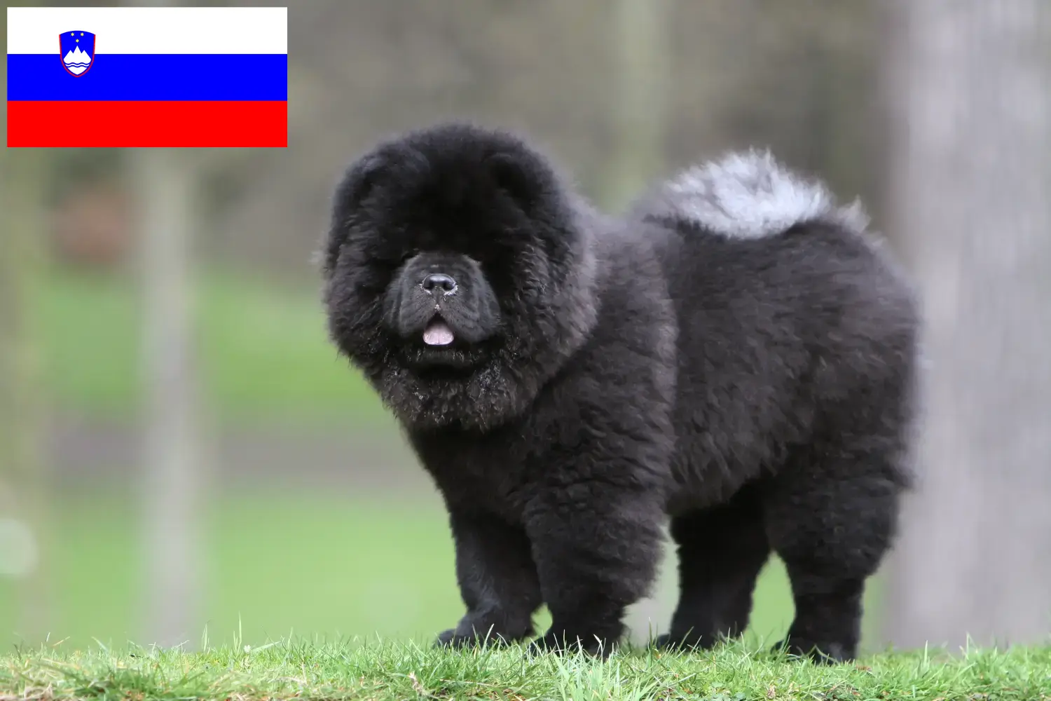 Lee más sobre el artículo Criadores de Chow Chow y cachorros en Eslovenia