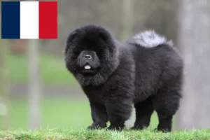 Lee más sobre el artículo Criadores de Chow-Chow y cachorros en Francia