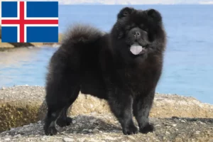 Lee más sobre el artículo Criadores de Chow-Chow y cachorros en Islandia