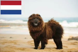 Lee más sobre el artículo Criadores de Chow Chow y cachorros en los Países Bajos