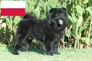 Lee más sobre el artículo Criadores de Chow-Chow y cachorros en Polonia