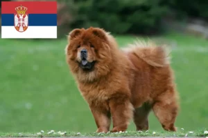 Lee más sobre el artículo Criadores de Chow-Chow y cachorros en Serbia