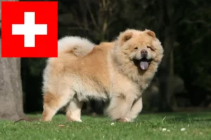 Lee más sobre el artículo Criadores de Chow-Chow y cachorros en Suiza