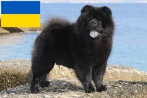Lee más sobre el artículo Criadores de Chow Chow y cachorros en Ucrania