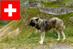 Lee más sobre el artículo Ciobănesc Românesc Carpatin criadores y cachorros en Suiza