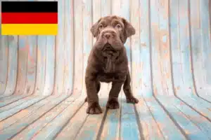 Lee más sobre el artículo Criadores de Cocker Pei y cachorros en Alemania