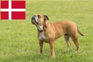Lee más sobre el artículo Criadores de Bulldog Continental y cachorros en Dinamarca