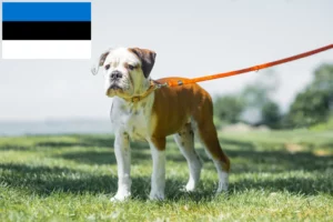 Lee más sobre el artículo Criadores de Bulldog Continental y cachorros en Estonia