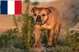 Lee más sobre el artículo Criadores de Bulldog Continental y cachorros en Francia