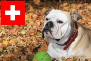 Lee más sobre el artículo Criadores de Bulldog Continental y cachorros en Suiza