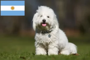 Lee más sobre el artículo Criadores y cachorros de Coton de Tuléar en Argentina