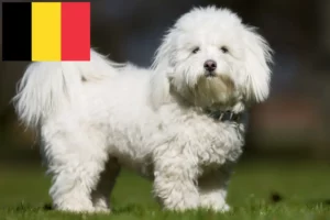 Lee más sobre el artículo Criadores y cachorros de Coton de Tuléar en Bélgica