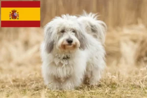 Lee más sobre el artículo Criadores y cachorros de Coton de Tuléar en España