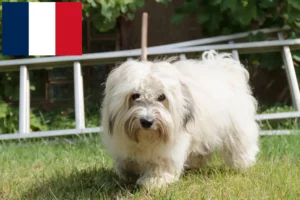 Lee más sobre el artículo Criadores y cachorros de Coton de Tuléar en Francia