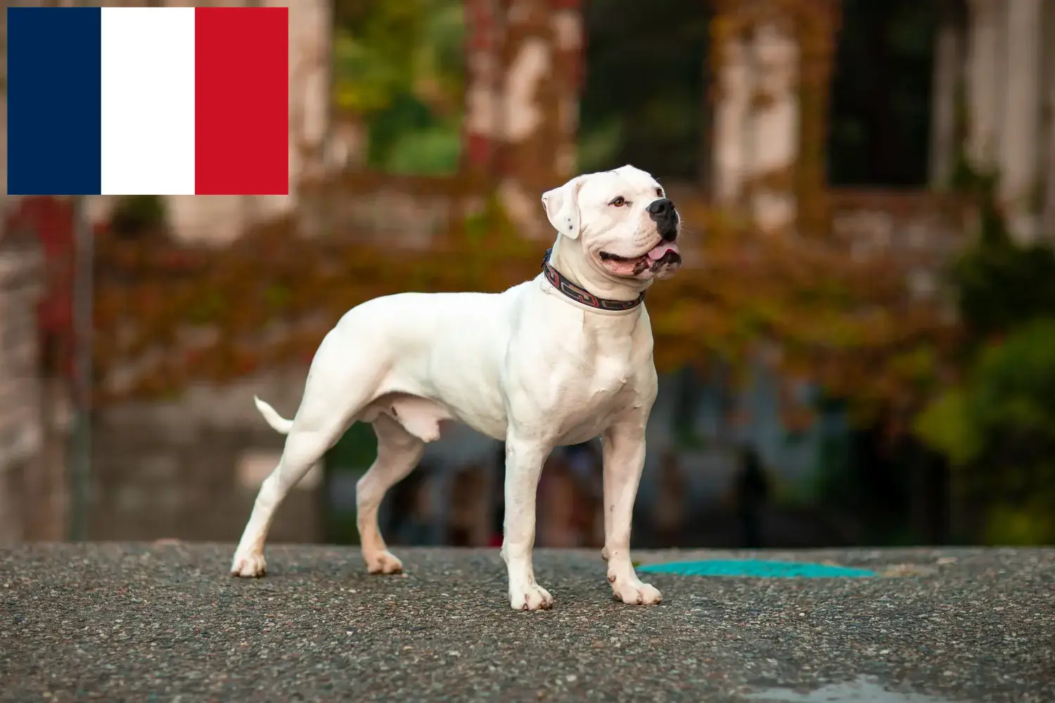 Lee más sobre el artículo Criadores de Bulldog Americano y cachorros en Reunión