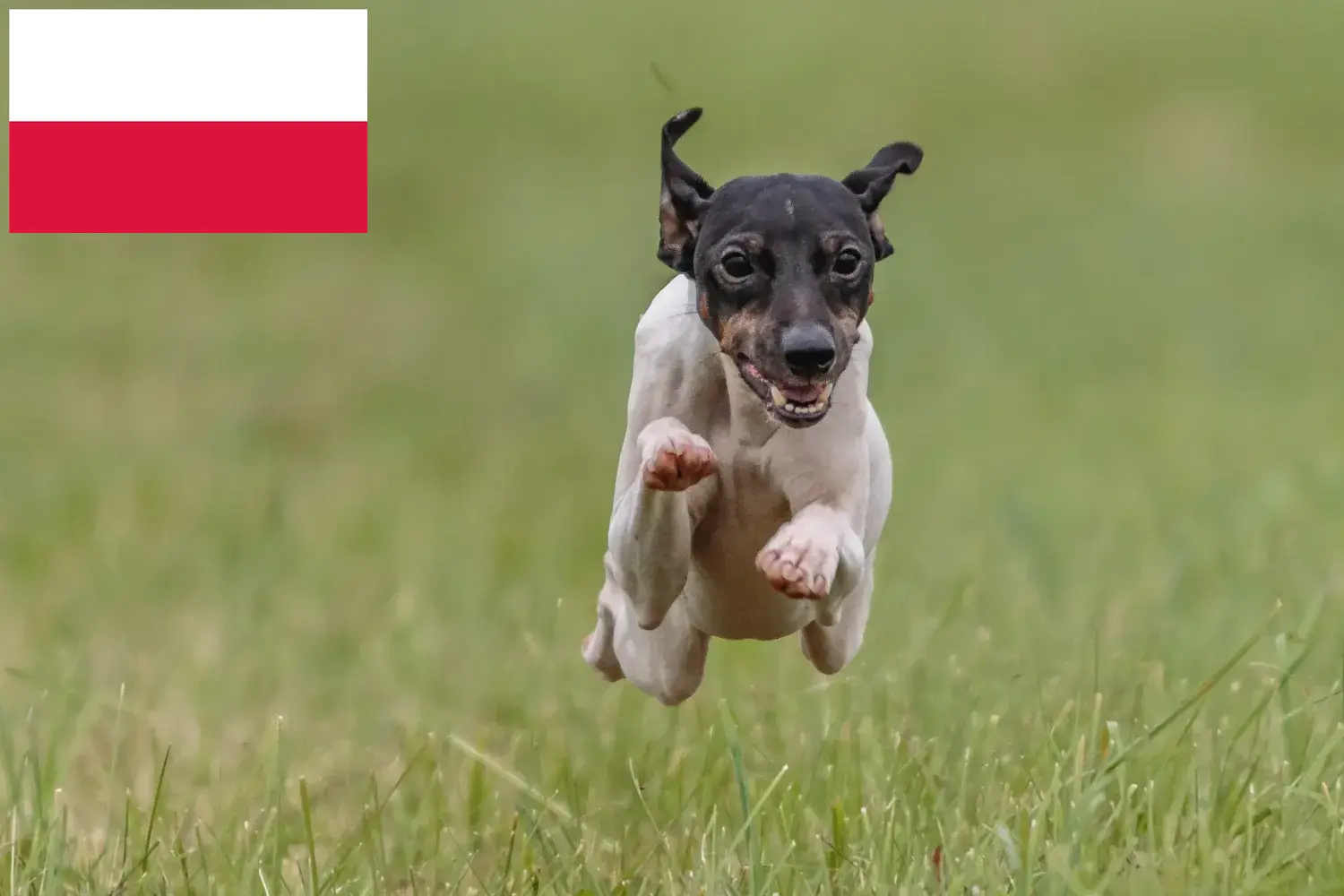 Lee más sobre el artículo Criadores de Terrier Japonés y cachorros en Polonia