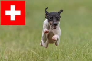 Lee más sobre el artículo Criadores y cachorros de Terrier japonés en Suiza