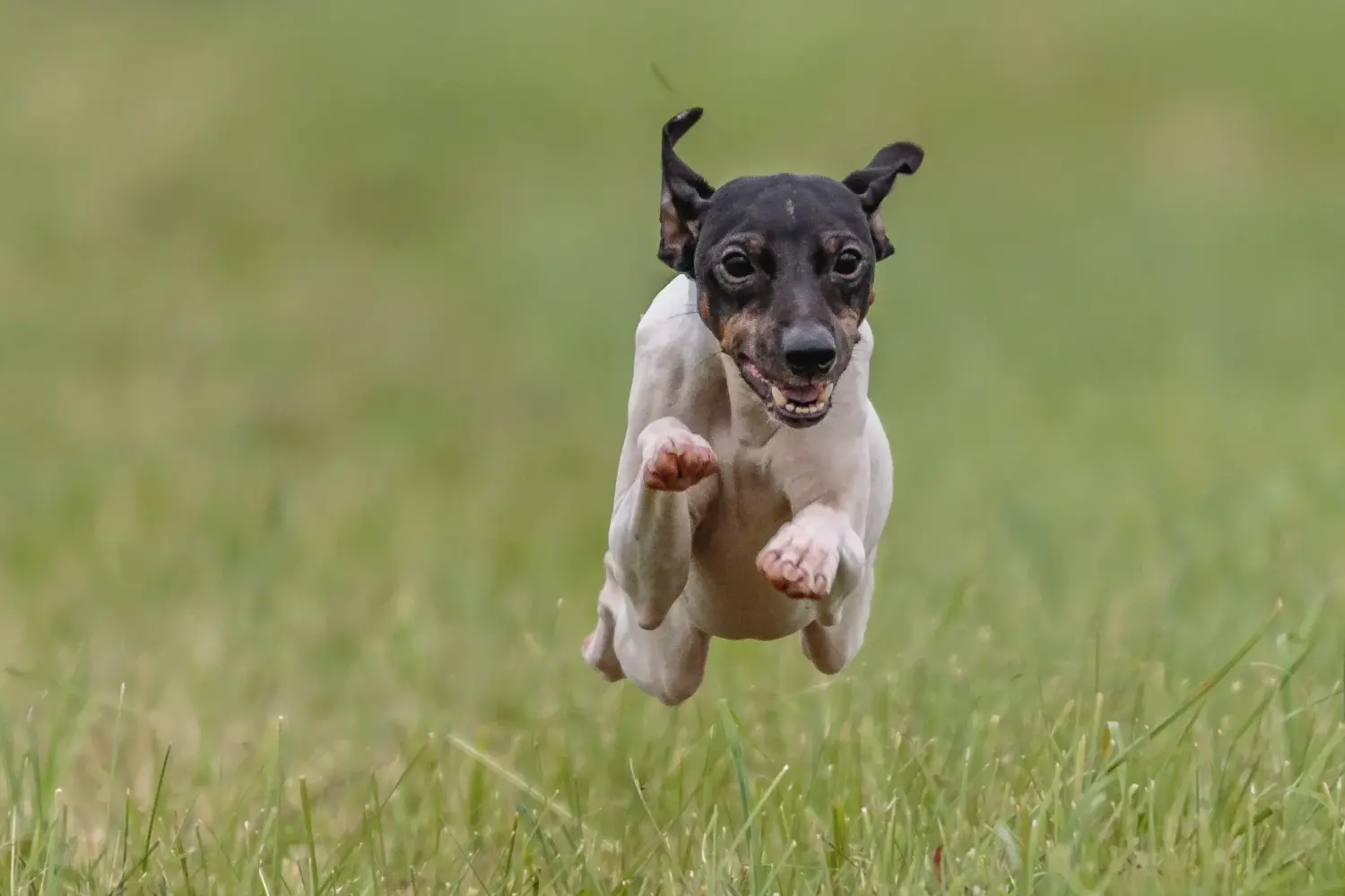 Lee más sobre el artículo Criador de Terrier japonés