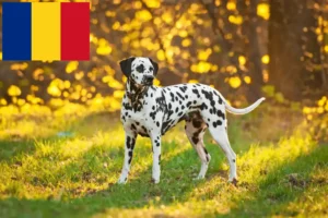 Lee más sobre el artículo Criadores de dálmatas y cachorros en Rumanía