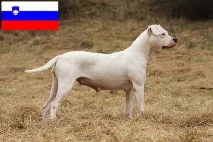 Lee más sobre el artículo Criadores de Dogo Argentino y cachorros en Eslovenia