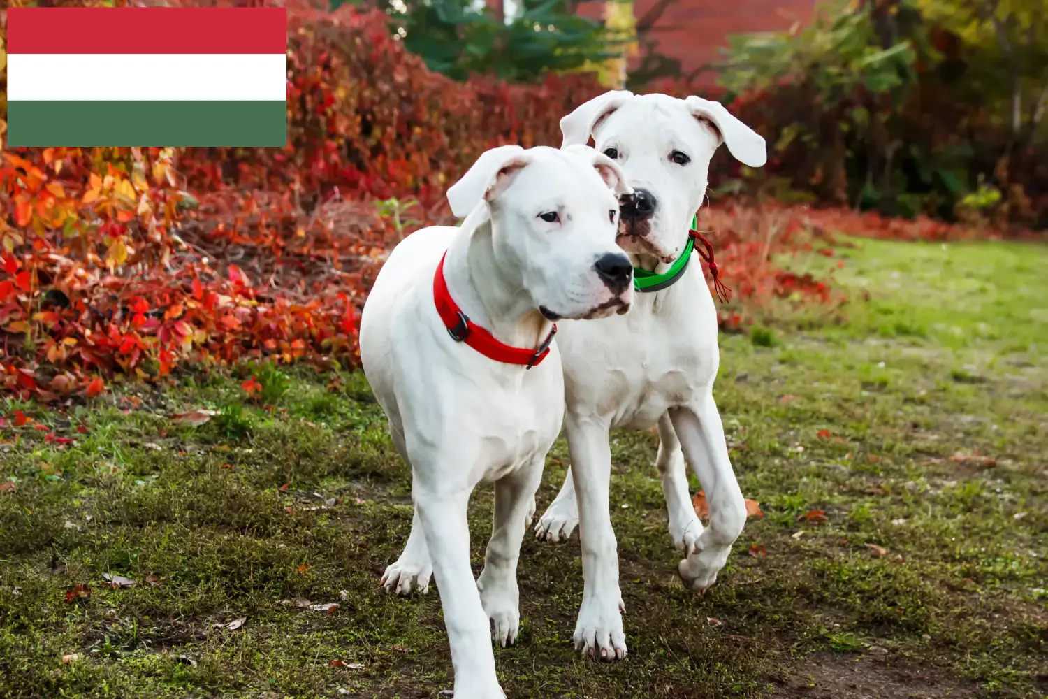 Lee más sobre el artículo Criadores de Dogo Argentino y cachorros en Hungría