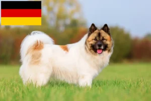 Lee más sobre el artículo Elo criadores y cachorros en Alemania