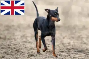 Lee más sobre el artículo Criadores y cachorros de Toy Terrier inglés en Gran Bretaña