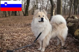 Lee más sobre el artículo Criadores de Eurasier y cachorros en Eslovenia