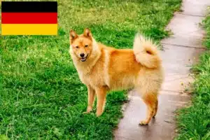 Lee más sobre el artículo Criadores de Finnenspitz y cachorros en Alemania