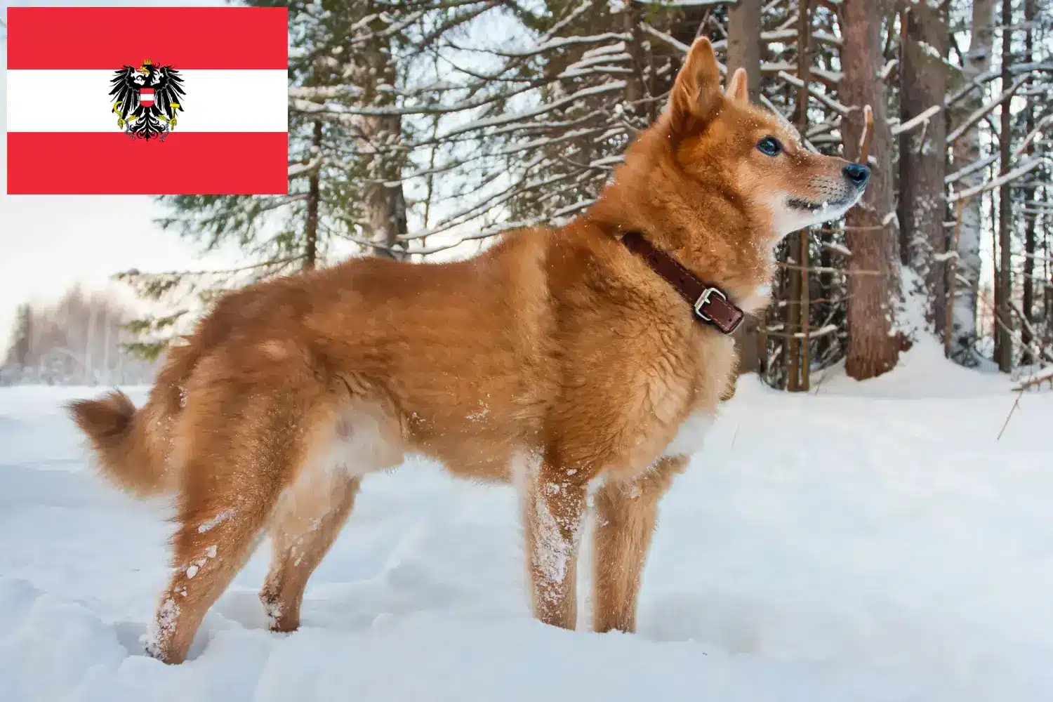 Lee más sobre el artículo Criadores de Finnenspitz y cachorros en Austria