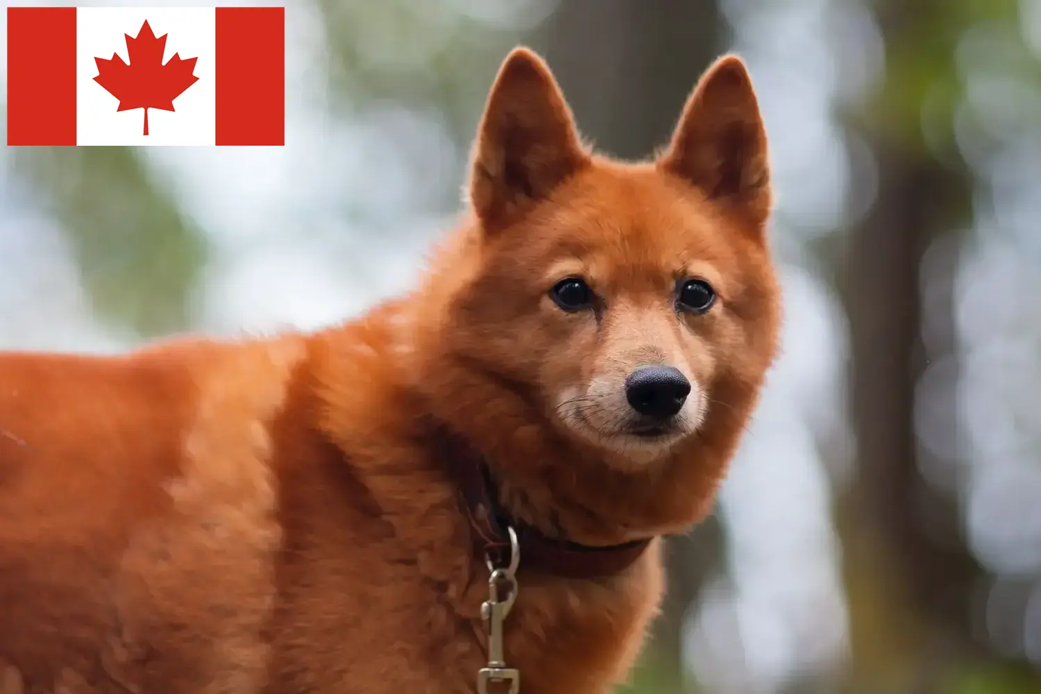 Lee más sobre el artículo Criadores y cachorros de Finnspitz en Canadá