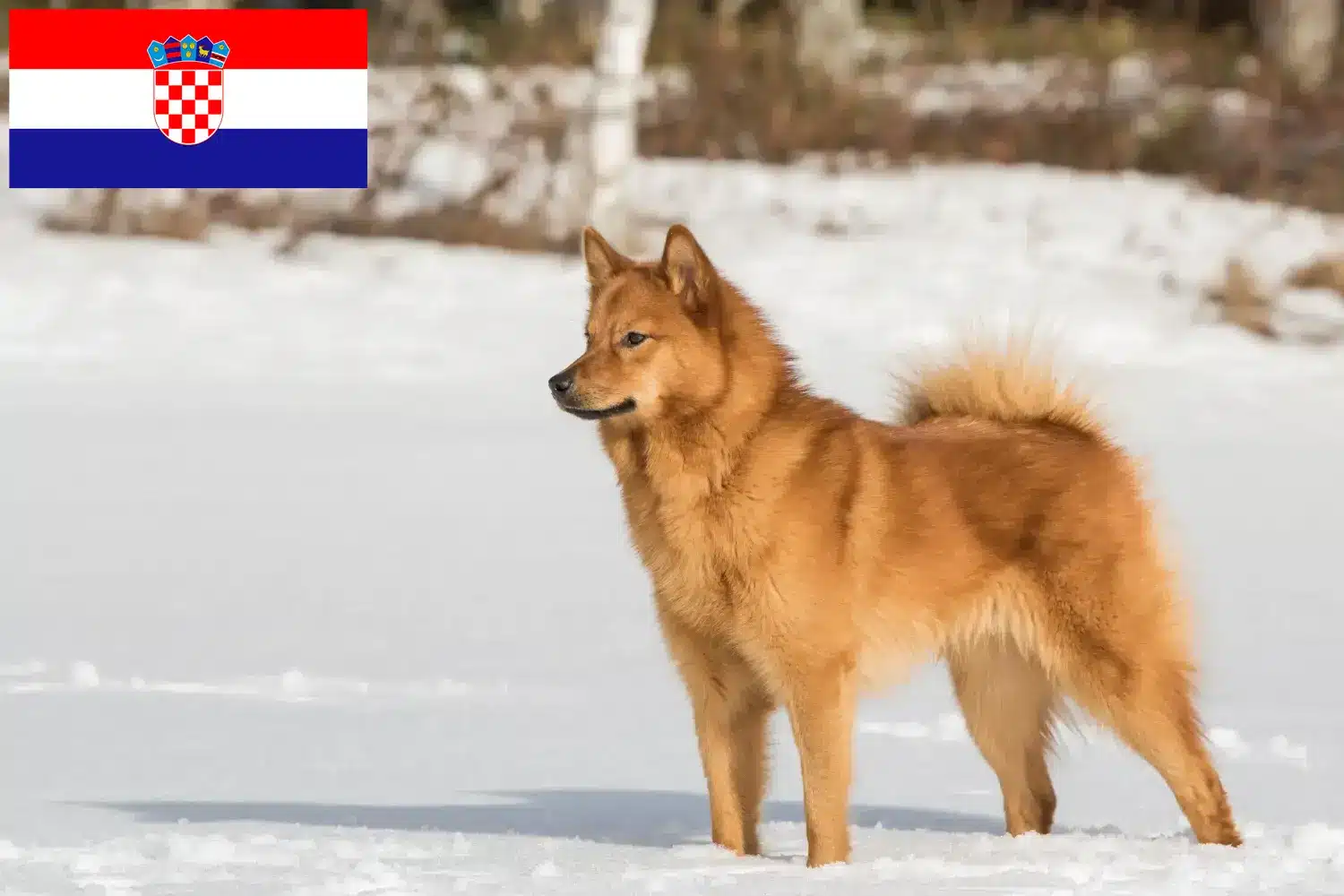 Lee más sobre el artículo Criadores de Finnspitz y cachorros en Croacia