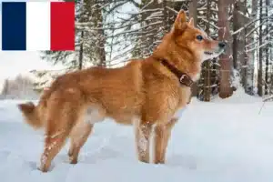 Lee más sobre el artículo Criadores y cachorros de Finnspitz en Francia