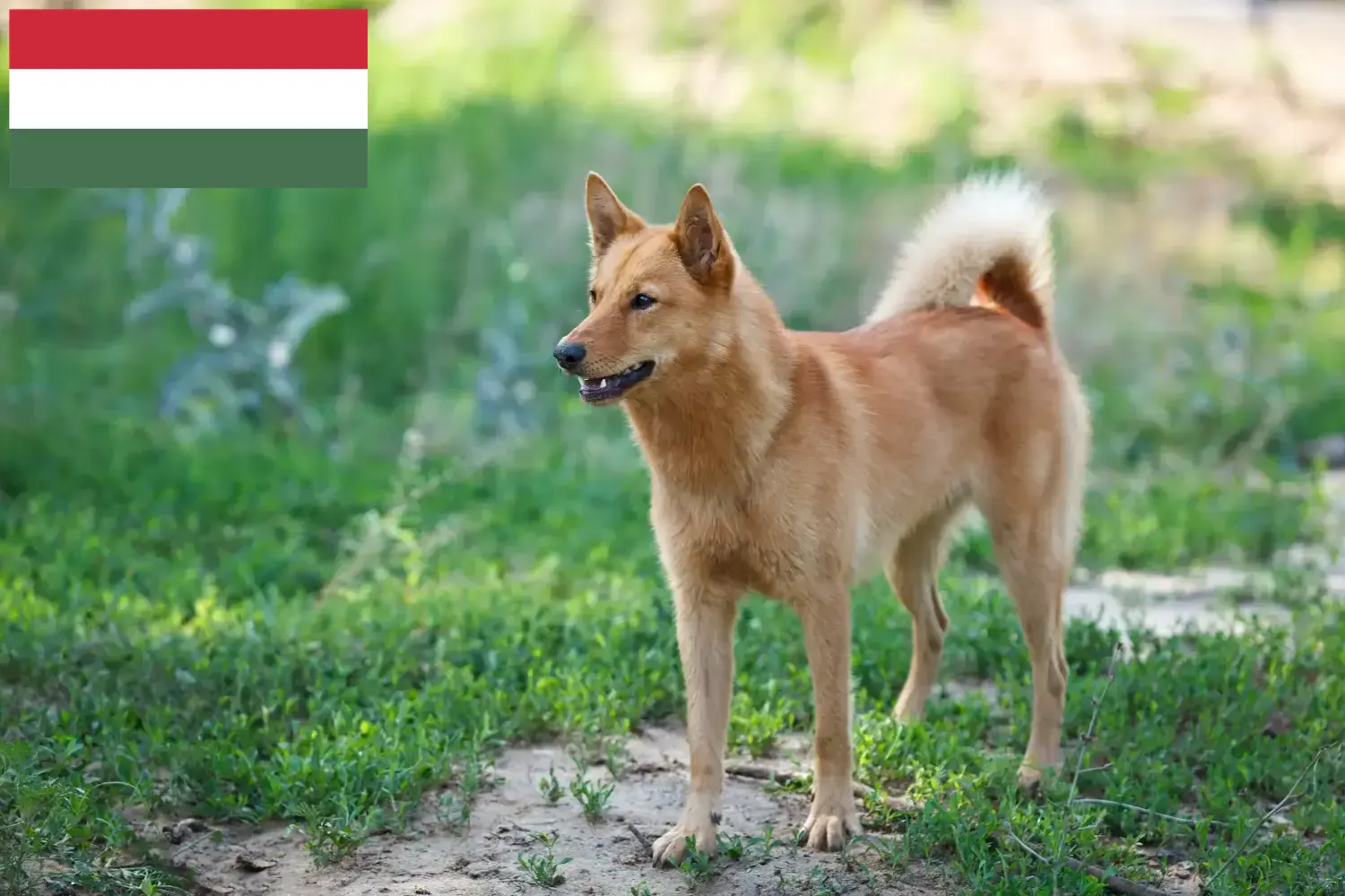 Lee más sobre el artículo Criadores de Finnspitz y cachorros en Hungría