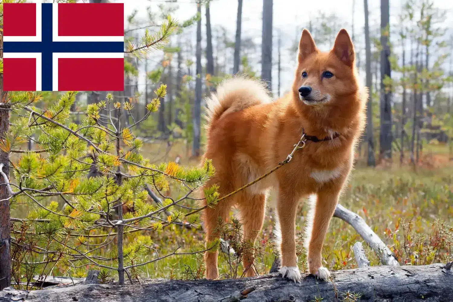 Lee más sobre el artículo Criadores de Finnspitz y cachorros en Noruega