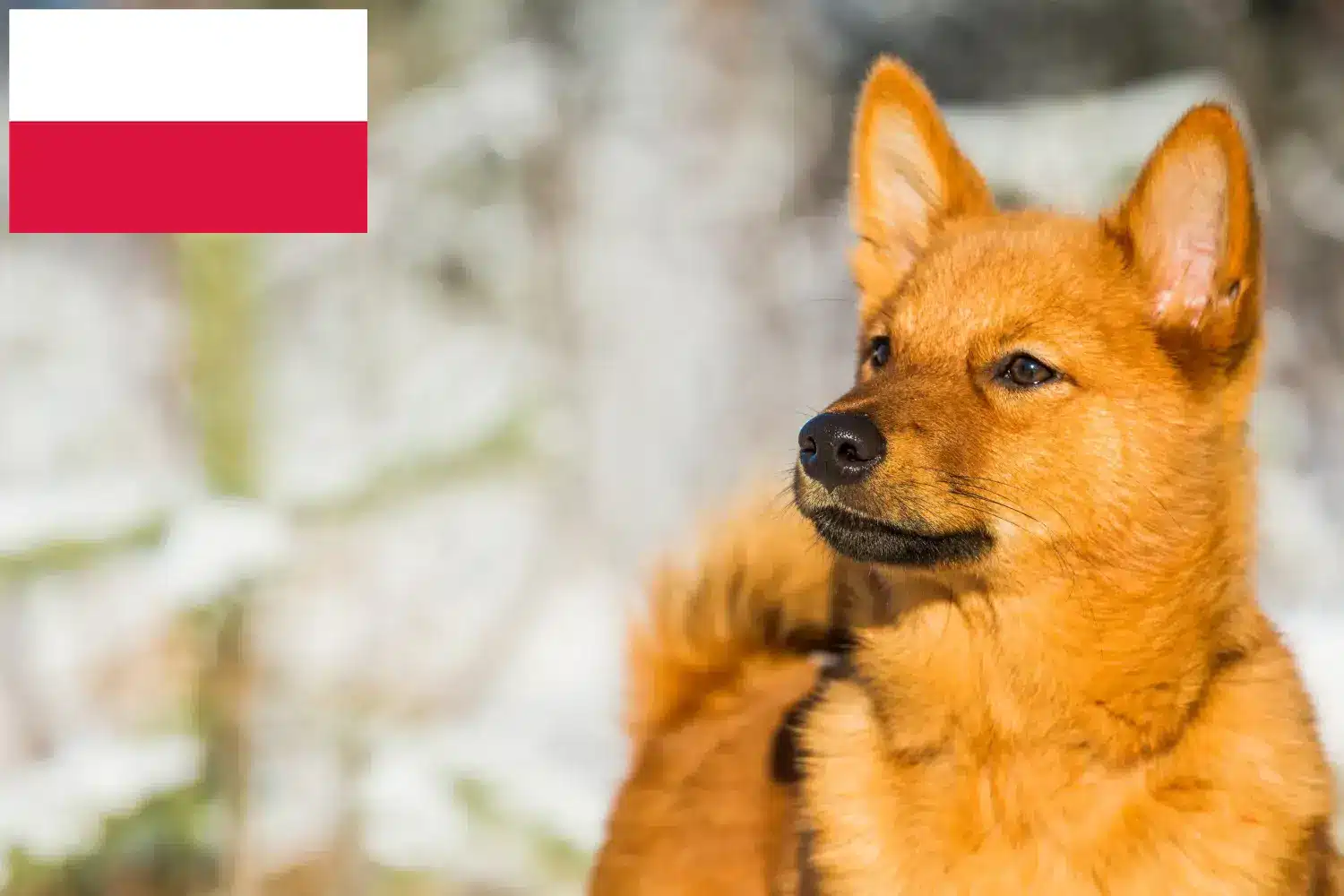 Lee más sobre el artículo Criadores de Finnspitz y cachorros en Polonia