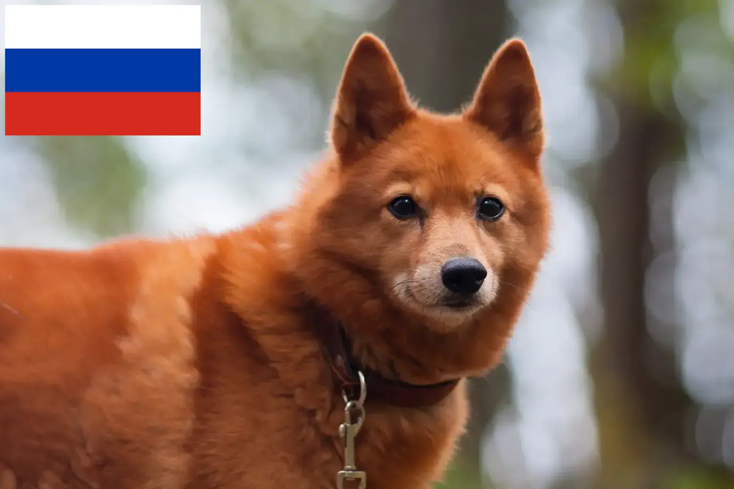 Lee más sobre el artículo Criadores y cachorros de Finnspitz en Rusia