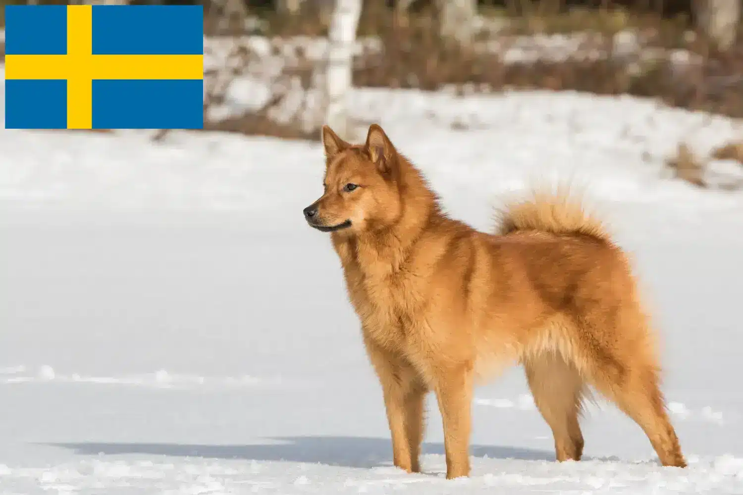 Lee más sobre el artículo Criadores y cachorros de Finnspitz en Suecia