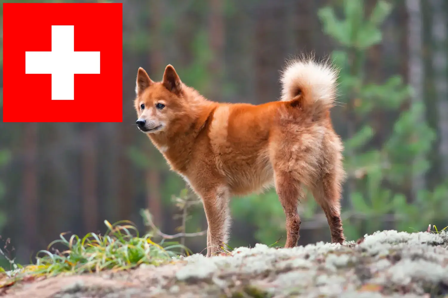 Lee más sobre el artículo Criadores de Finnenspitz y cachorros en Suiza