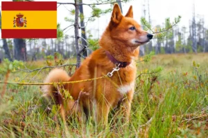 Lee más sobre el artículo Criadores y cachorros de Finnspitz en España