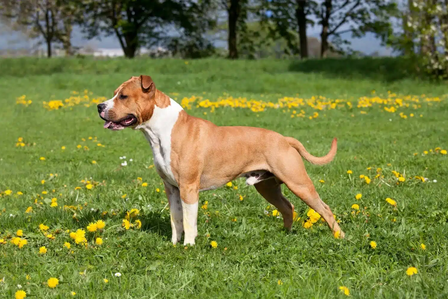 Lee más sobre el artículo Criador de American Staffordshire Terrier