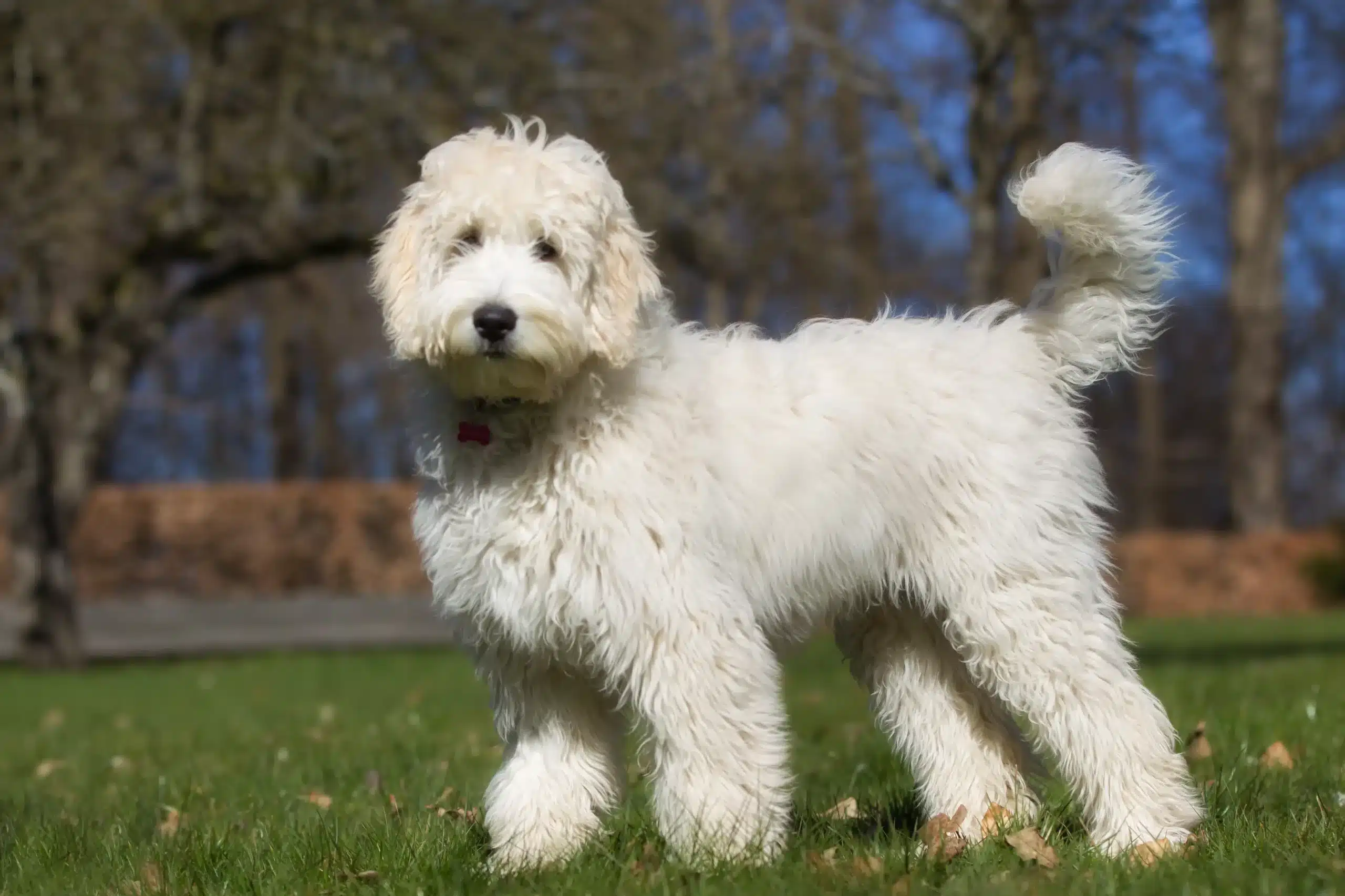 Lee más sobre el artículo Criador de Labradoodle australiano