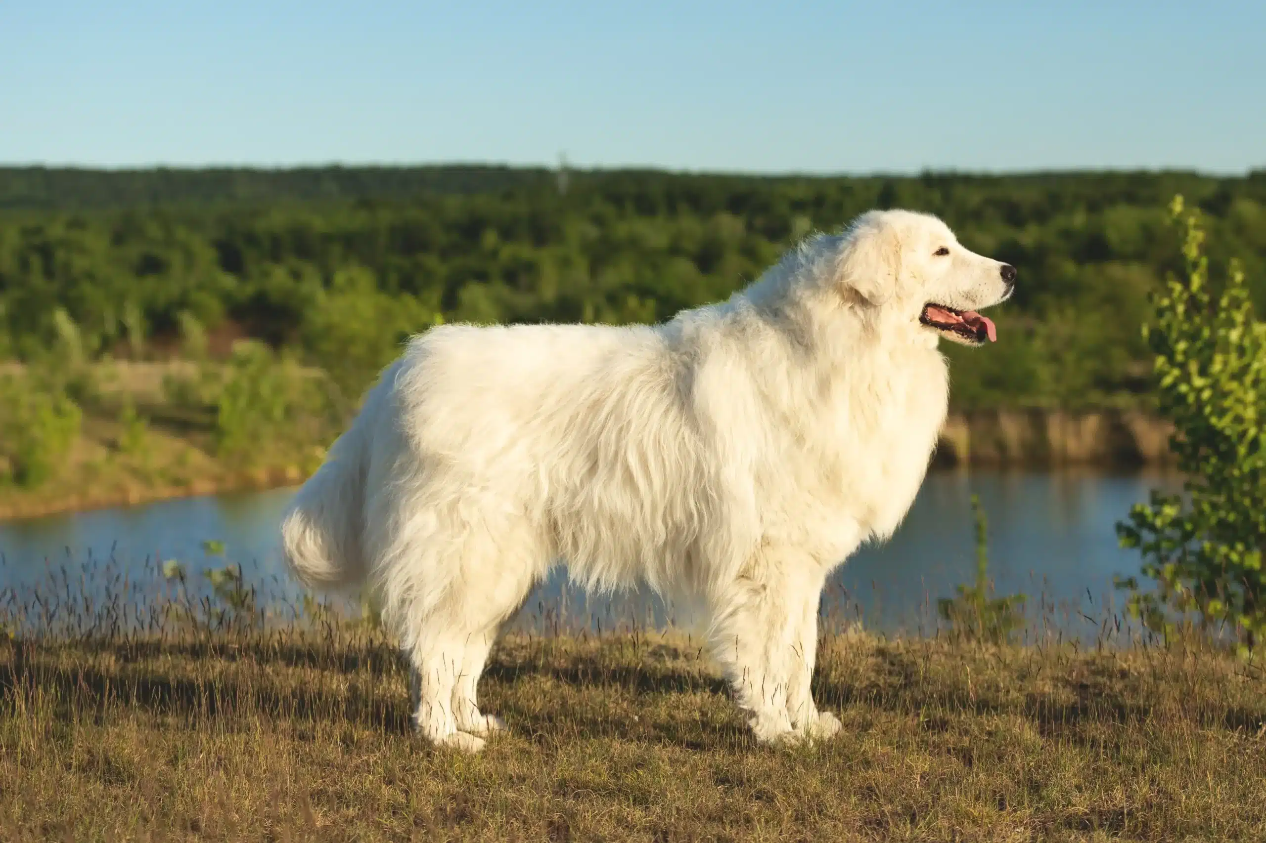 Lee más sobre el artículo Criador de perros pastor de los Abruzos de Maremma