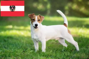 Lee más sobre el artículo Criadores y cachorros de Jack Russell en Austria