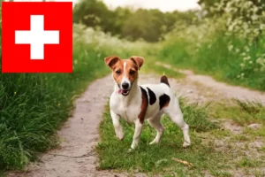Lee más sobre el artículo Criadores y cachorros de Jack Russell en Suiza