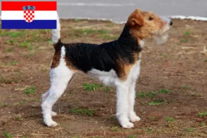 Lee más sobre el artículo Criadores y cachorros de Fox Terrier en Croacia